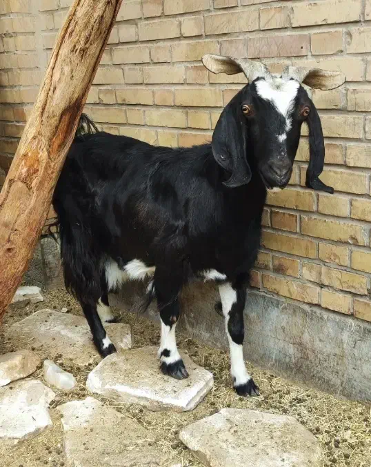 بز آبستن سنگین|حیوانات مزرعه|شریفآباد, |دیوار