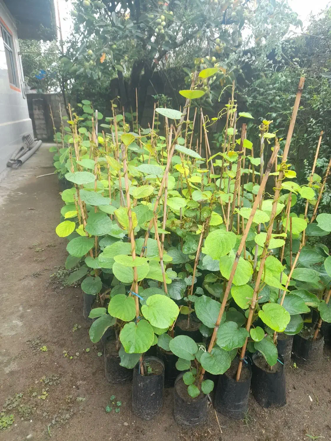 فروش نهال کیوی|خدمات باغبانی و درختکاری|کلاچای, |دیوار