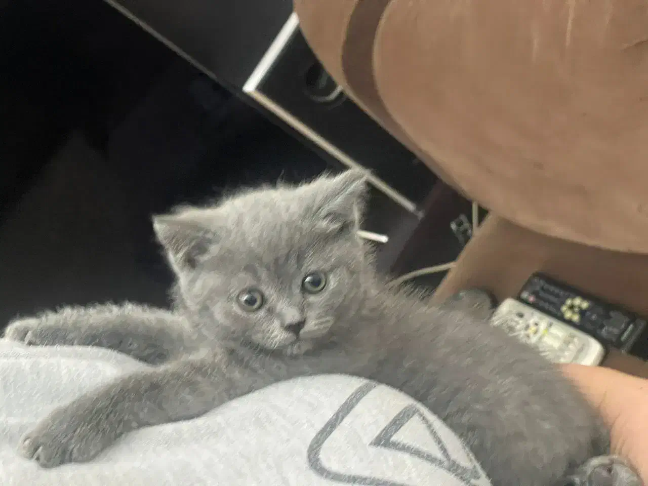 اسکاتیش دوماه  پدرواراداتی|گربه|تهران, قزل قلعه|دیوار