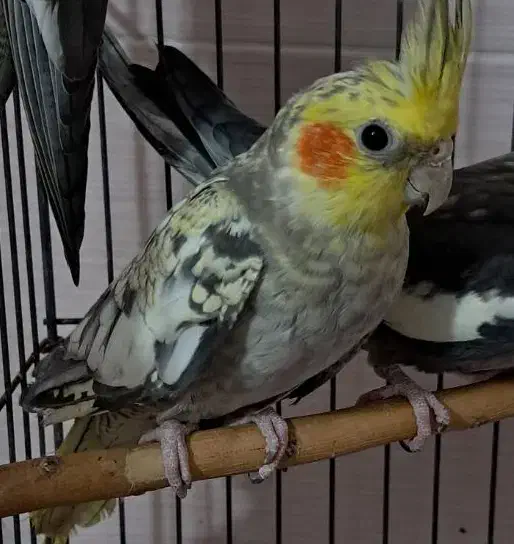 عروس هلندی گلباقالی|پرنده|قدس, شهرقدس|دیوار