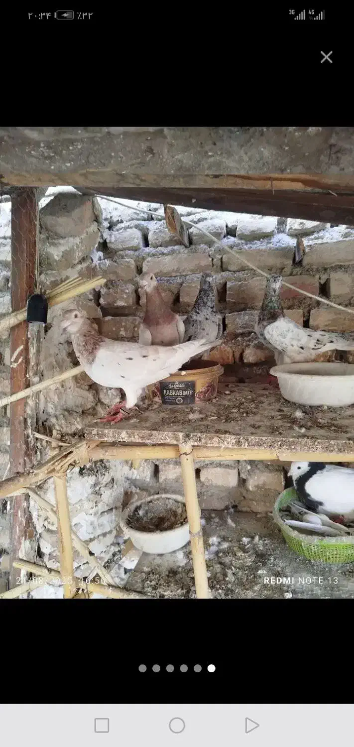 پشت کاغذی گم کردم هرکی گرفته 500بالاقیمتش میخوام|حیوانات|سبزوار, طبرسی (جعفرآباد)|دیوار