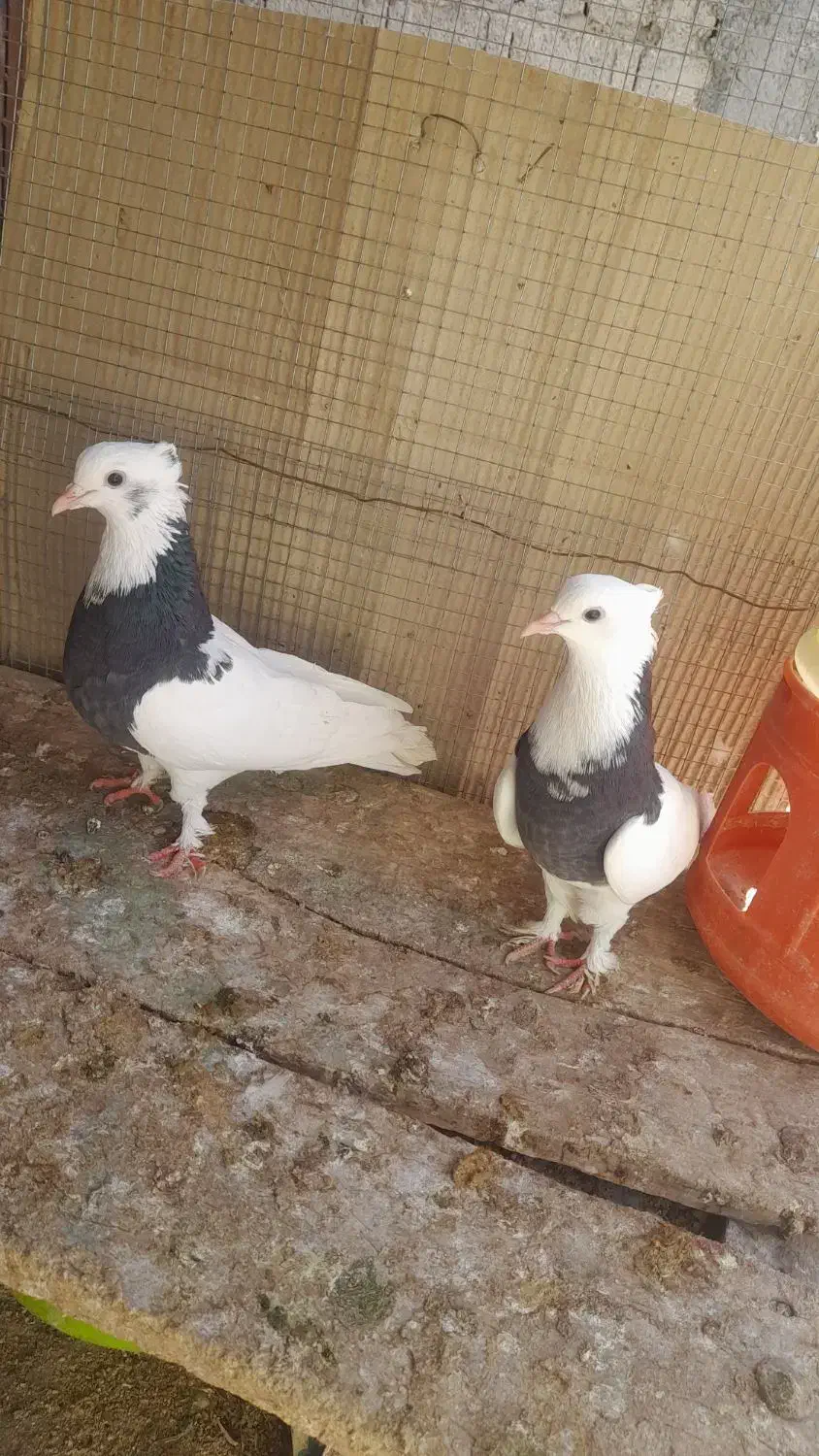 کبوتر ، طوقی ، پلاکی|پرنده|جم, |دیوار