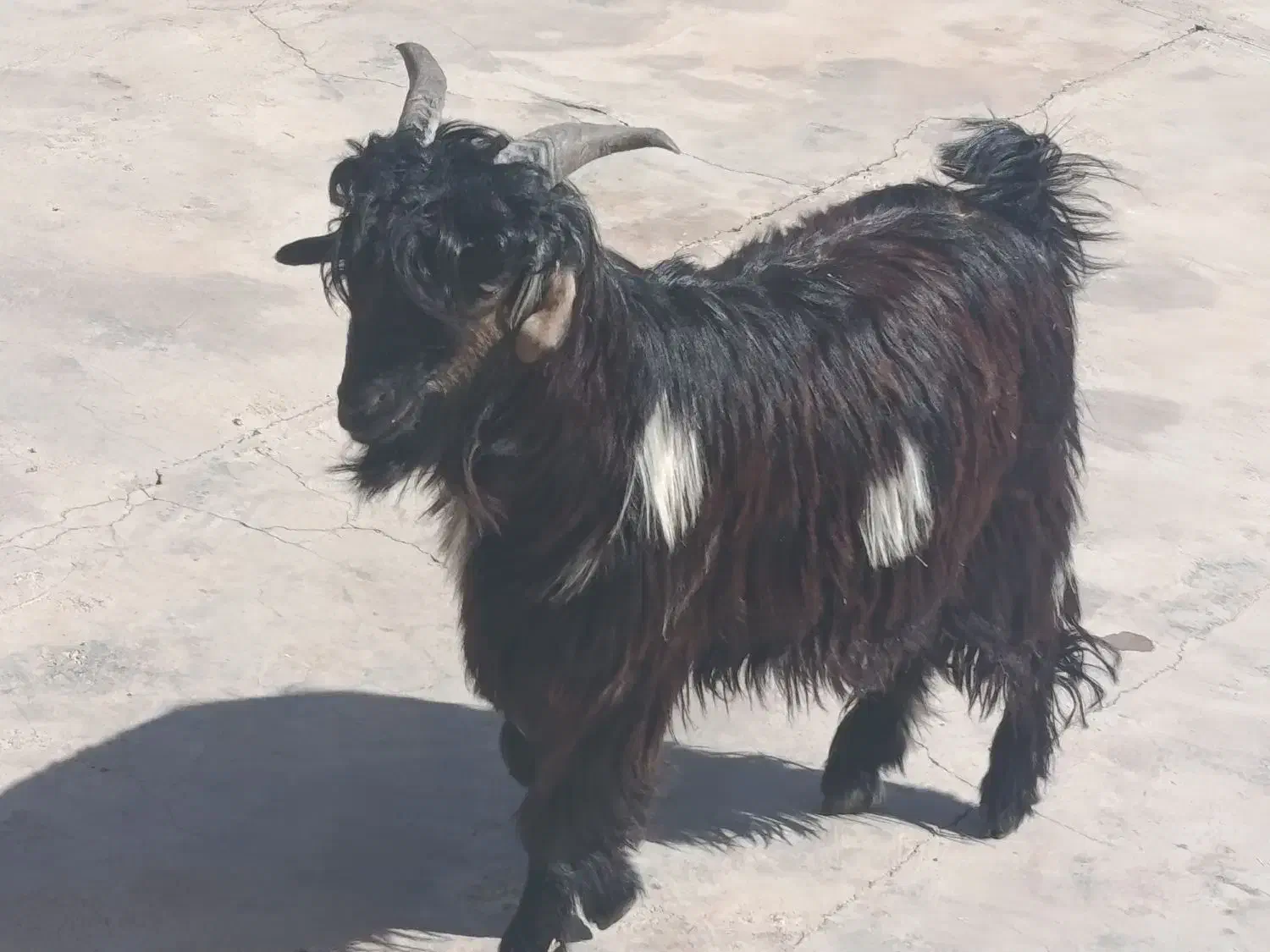 بیگ نر چاق|حیوانات مزرعه|مسجد سلیمان, |دیوار