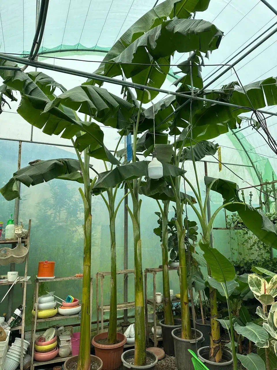 درختچه نهال موز|گل و گیاه طبیعی|امامزاده عبدالله, |دیوار