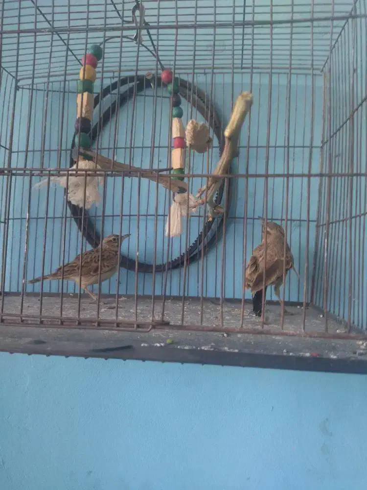 سهره|پرنده|بجنورد, |دیوار