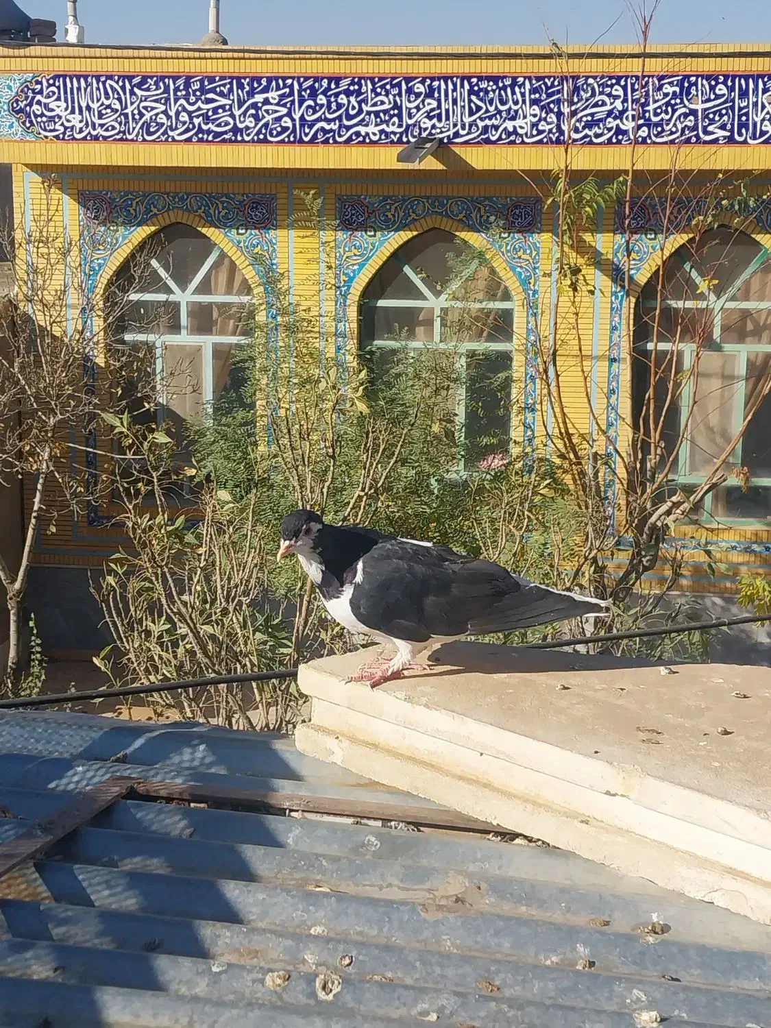 چپ سیاه نر و یک ساده سیاه افشون فروشی|پرنده|جلگه رخ, |دیوار