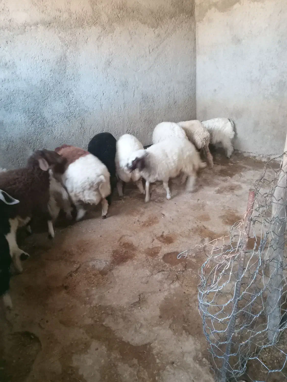 بره چاق وثابت باب کشتار|حیوانات مزرعه|کرمانشاه, |دیوار