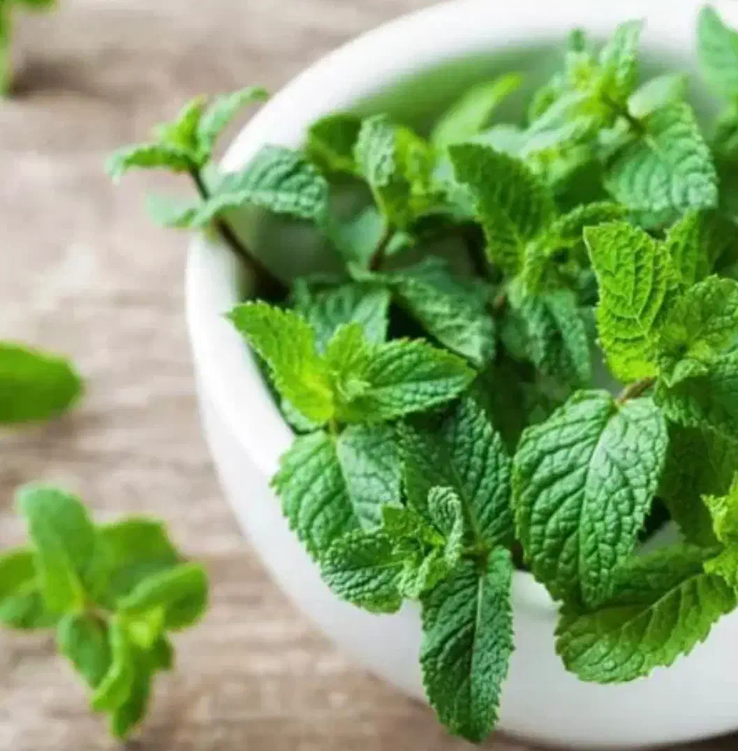 نعنا|خوردنی و آشامیدنی|کاشان, لتحر|دیوار