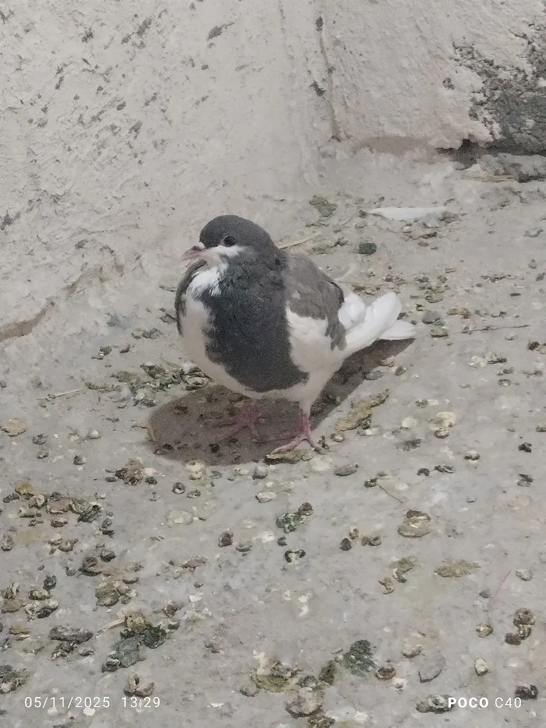 توجه توجه کبوتر خوش رنگ|پرنده|اقلید, |دیوار