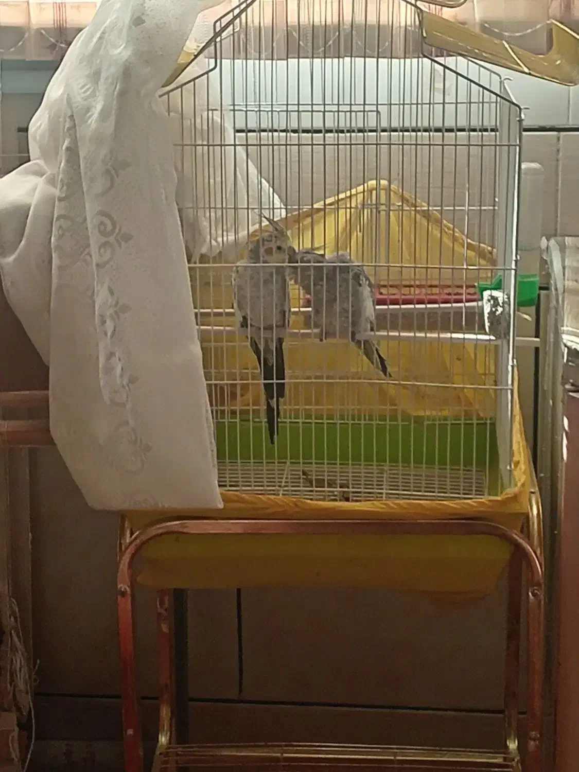 عروس هلندی|پرنده|فارسان, |دیوار