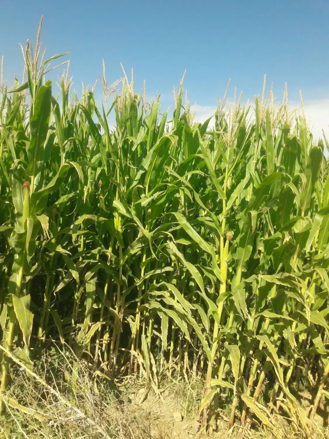 ذرت علوفه ای|لوازم جانبی حیوانات|میانه, |دیوار