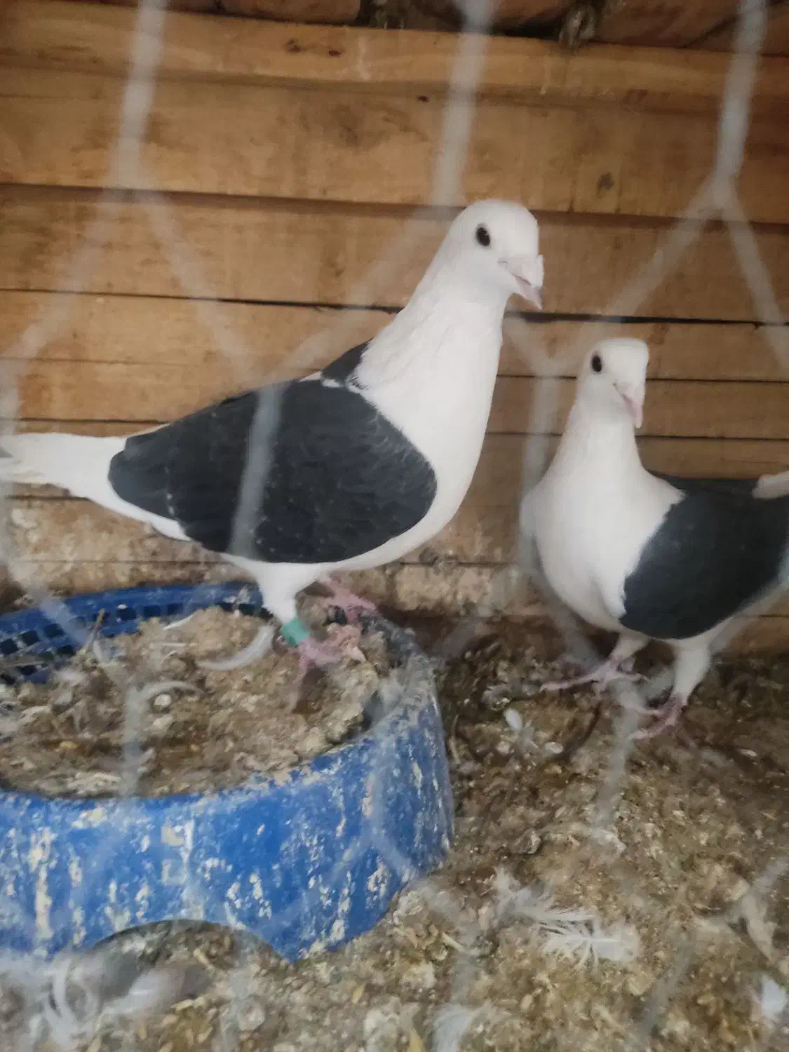 پشتار|پرنده|آباده, |دیوار