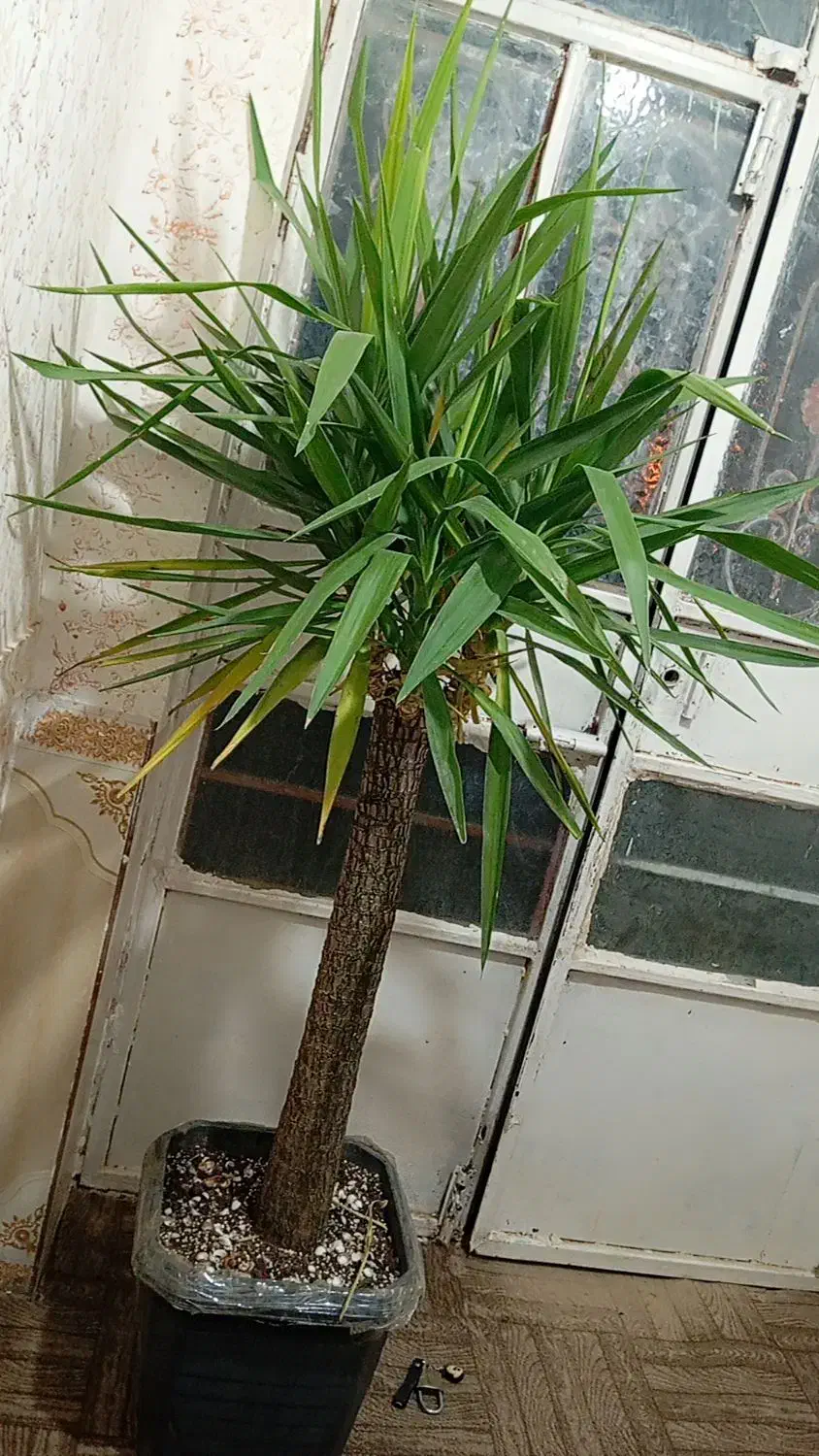 گل طبیعی یوکا (درخت)|گل و گیاه طبیعی|گزیک, |دیوار