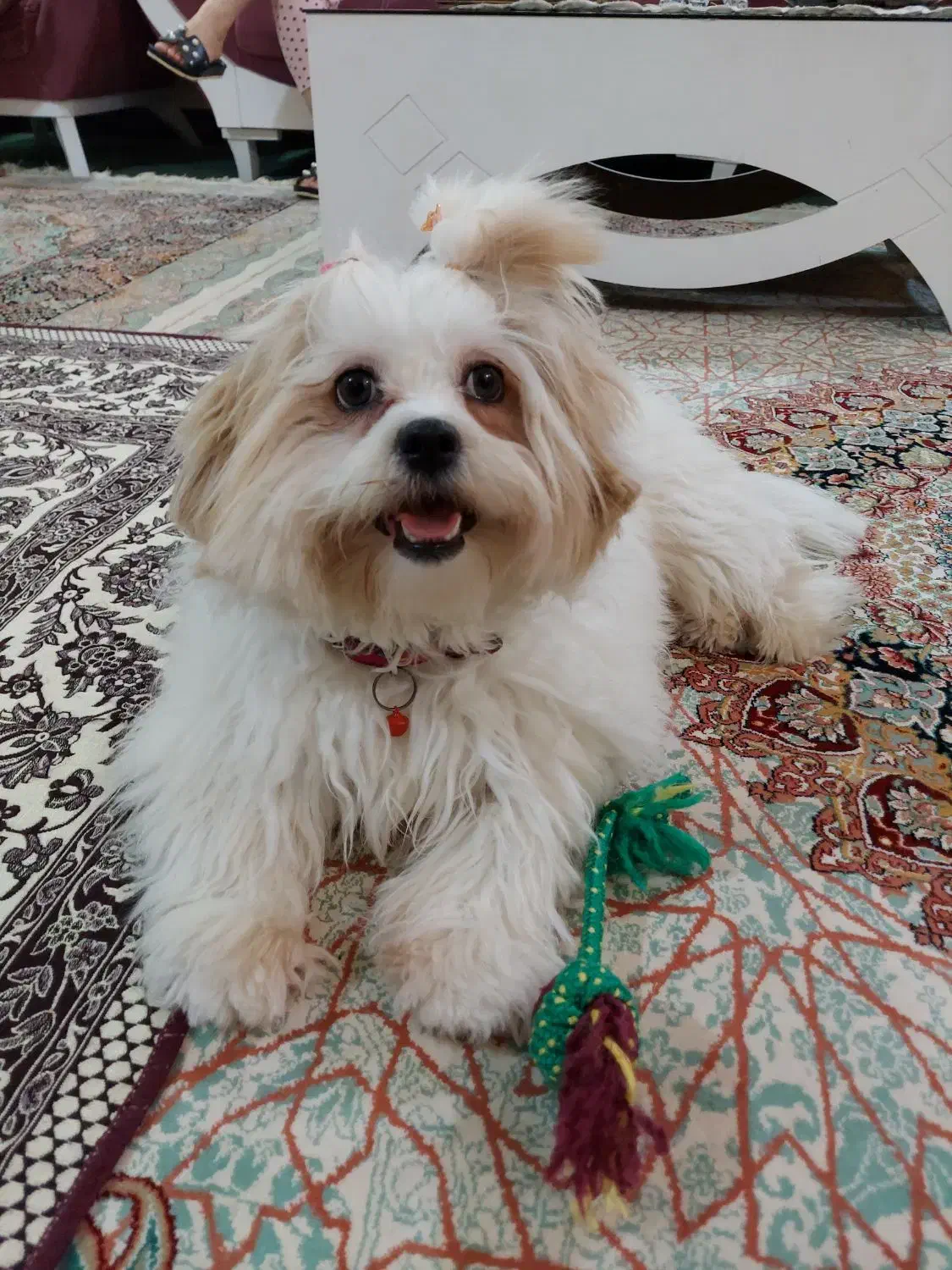 پت خانگی(سگ ماده نژاد شیتزو کراس)|سگ|اهواز, پردیس|دیوار