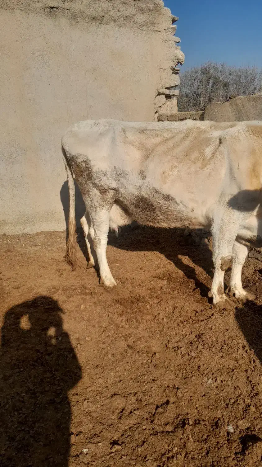 یه راس گاو سیمنتال با گوساله اش نر سیمین|حیوانات مزرعه|تاکستان, |دیوار