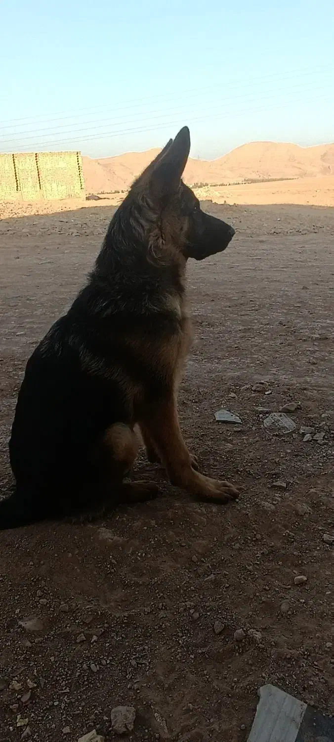 سگ ژرمن باهوش|سگ|شیراز, بید زرد|دیوار