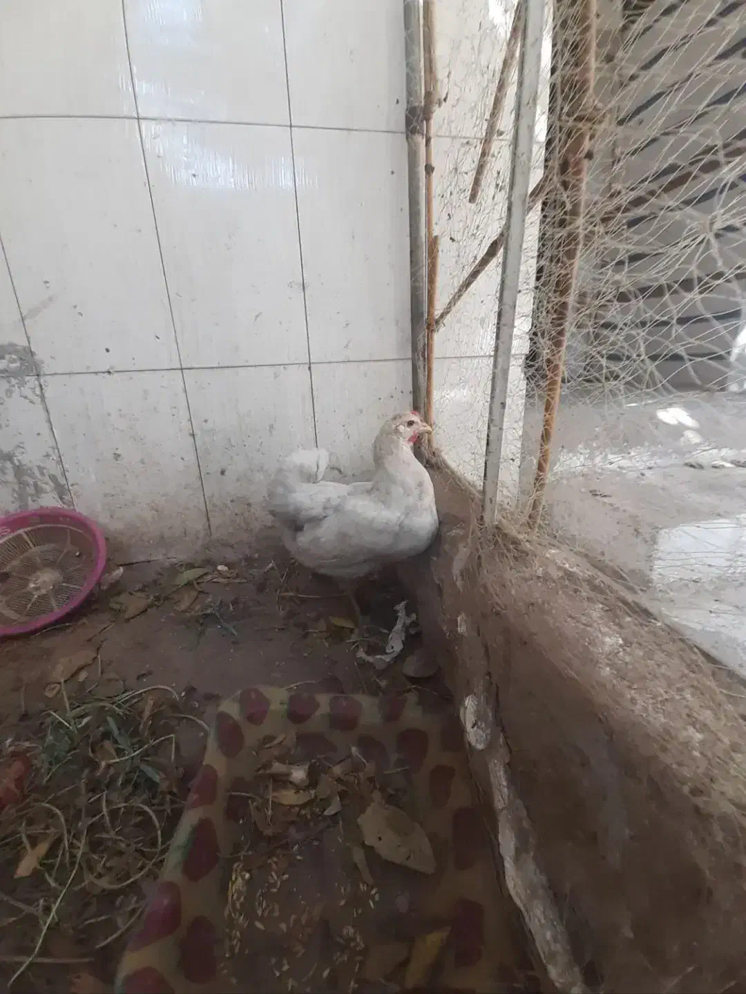 یک عددخروس ودوعدد مرغ محلی|حیوانات مزرعه|بندر گناوه, |دیوار