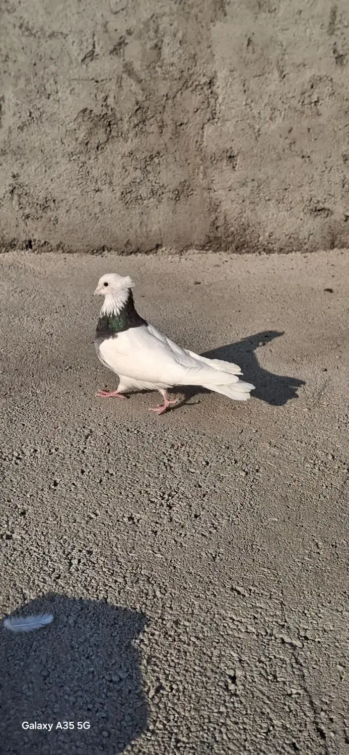 سلام یک عدد طوقی سیاه بدون هیچ پر اضافه|پرنده|شال, |دیوار