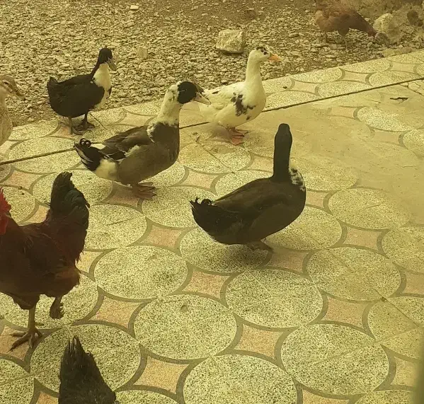 اردک سالم و سرحال|حیوانات مزرعه|بیرانوند, |دیوار