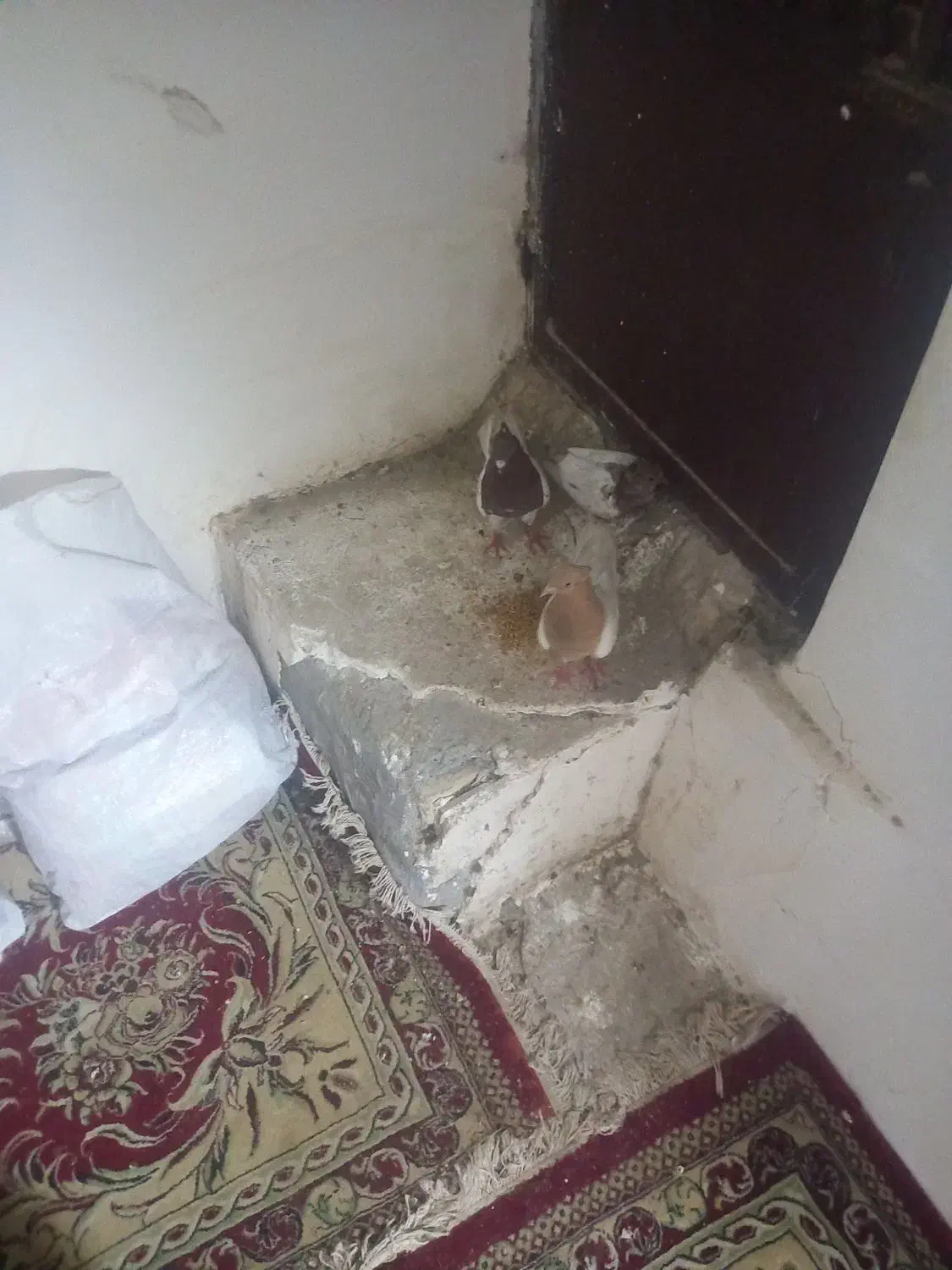 کفتر رنگی پرشی|پرنده|قم, انسجام|دیوار
