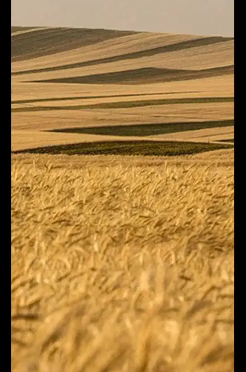 بذر گندم کوهدشت|عمده‌فروشی|گلی داغ, |دیوار