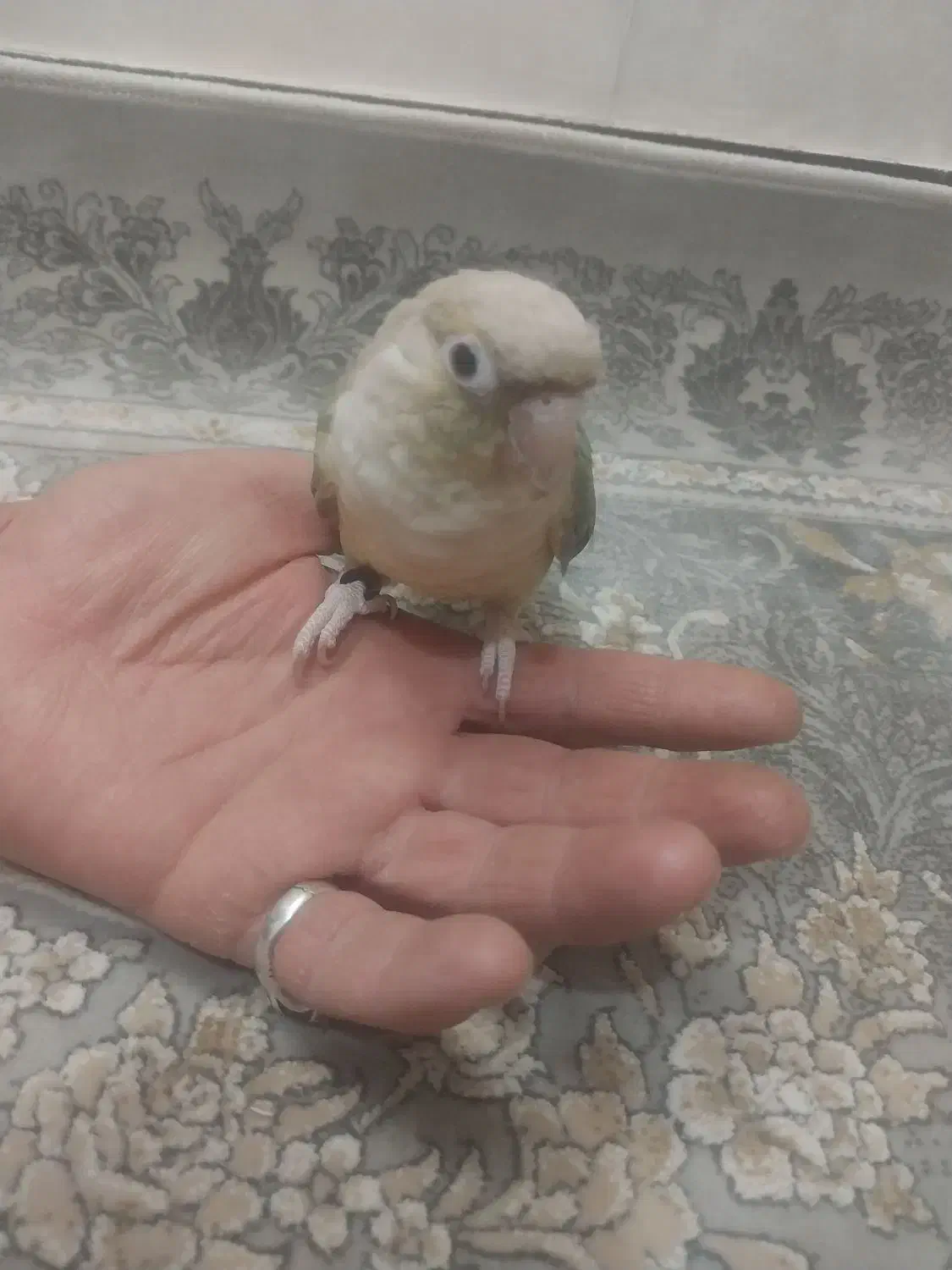 سلام گرینچیک پاین اپل نر دستی|پرنده|قوچان, |دیوار