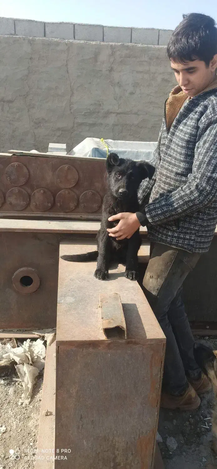 سگ ژرمن|سگ|کهریزک, |دیوار