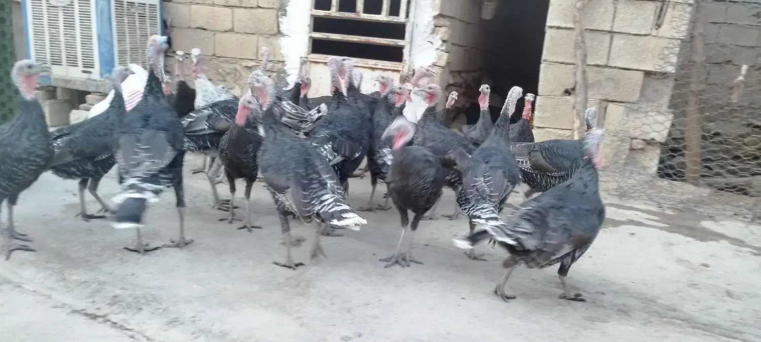 روستای هلوش|حیوانات مزرعه|پلدختر, |دیوار