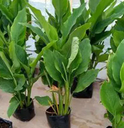 فروش ویژه پودر عسل زردچوبه تولید داخل|خوردنی و آشامیدنی|تهران, شهرک علم و فناوری|دیوار