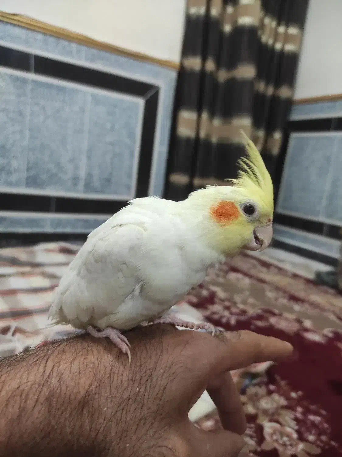 عروس هلندی نر دستی سه ماهه|پرنده|زاهدان, |دیوار