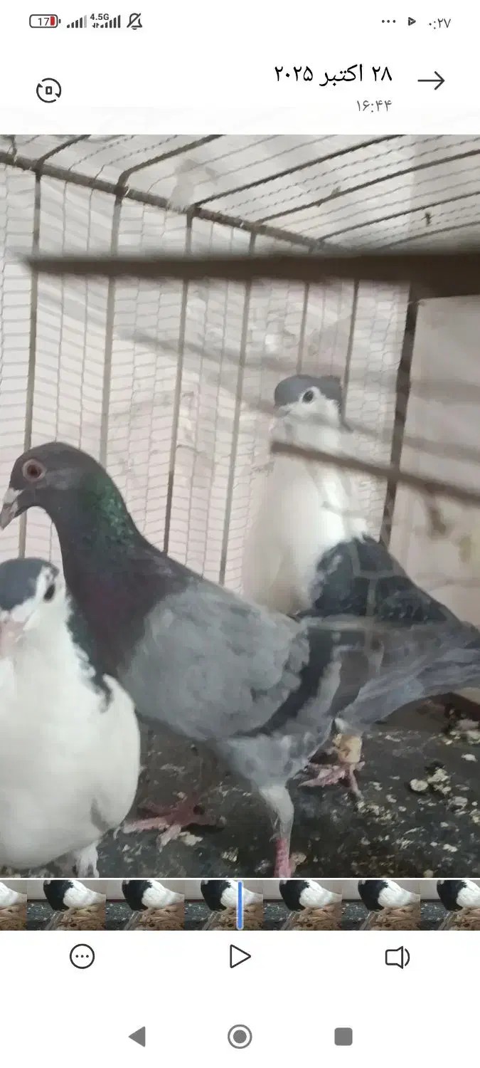 تسبیح کاردست کفتر کبوتر ساده خال|کلکسیون اشیاء عتیقه|تربتحیدریه, شهرک ولیعصر|دیوار