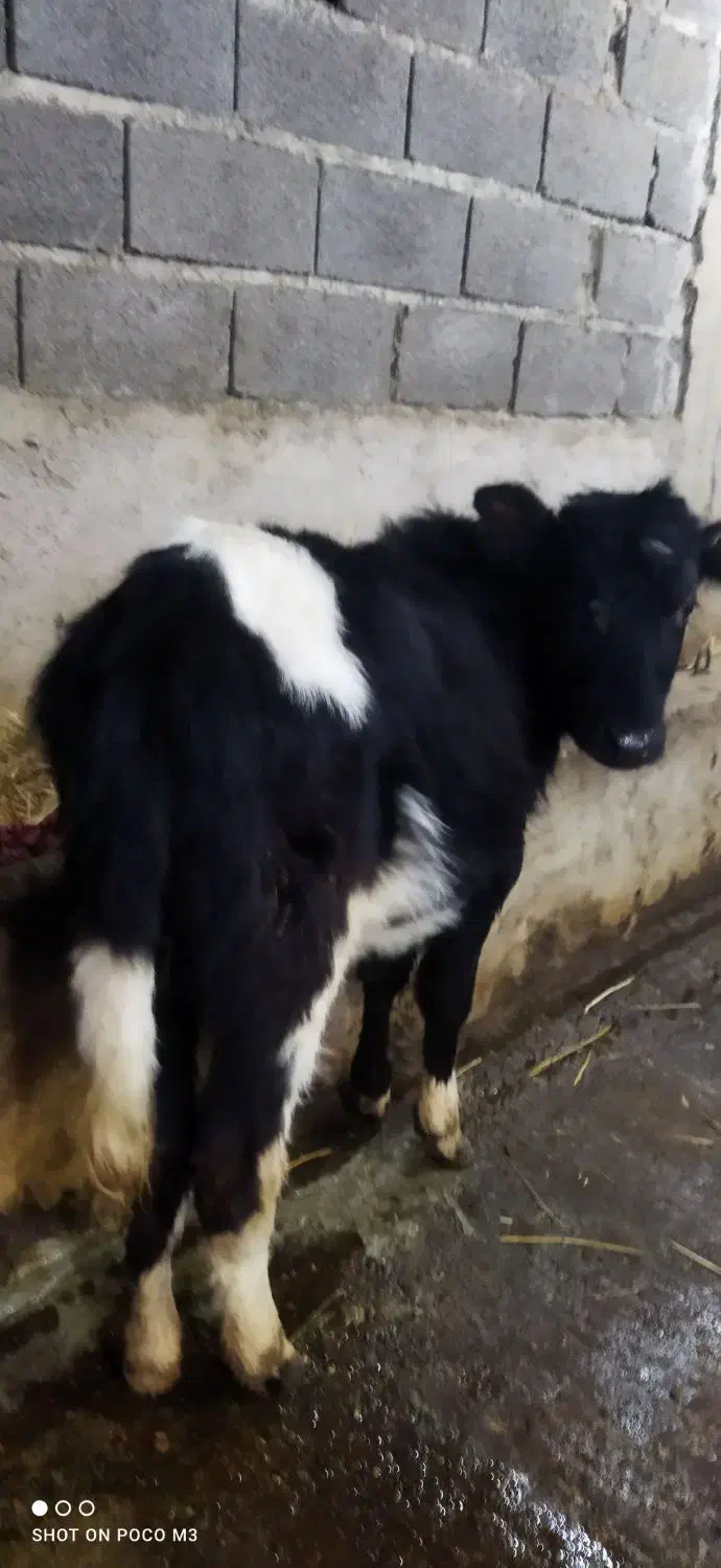 گوساله ماده  گیل دورگ|حیوانات مزرعه|سیاهکل, |دیوار