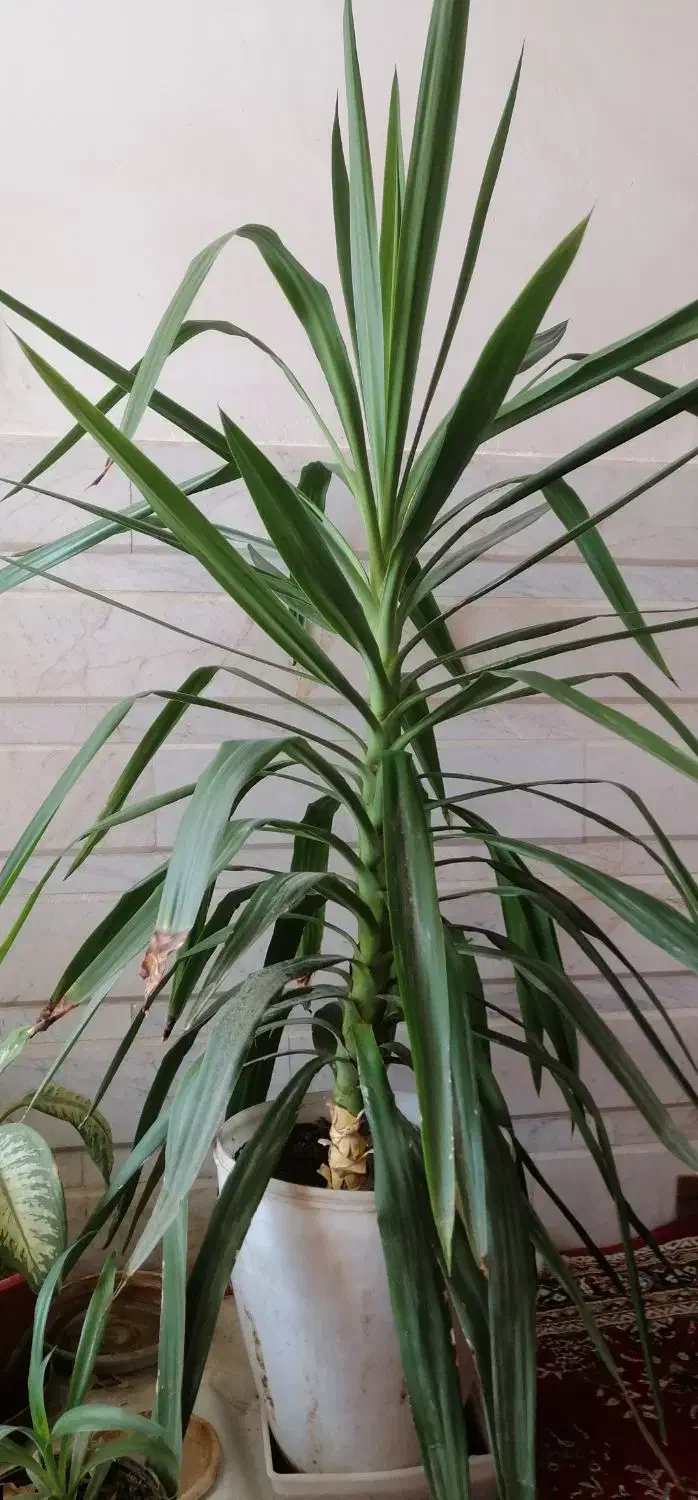 گل زیبا|گل و گیاه طبیعی|نجفآباد, مزرعه طالب|دیوار