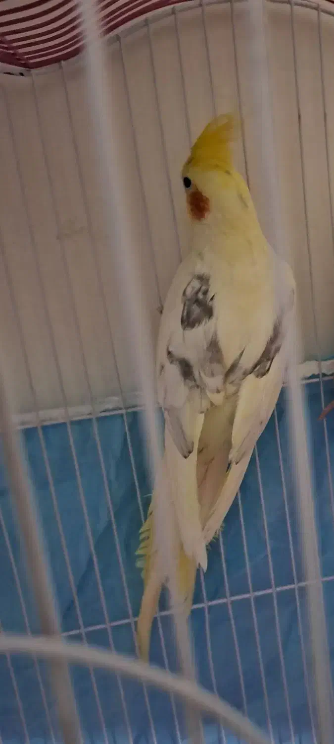 نر دوکت پروانه مست مست سخنگو|پرنده|دورود, |دیوار