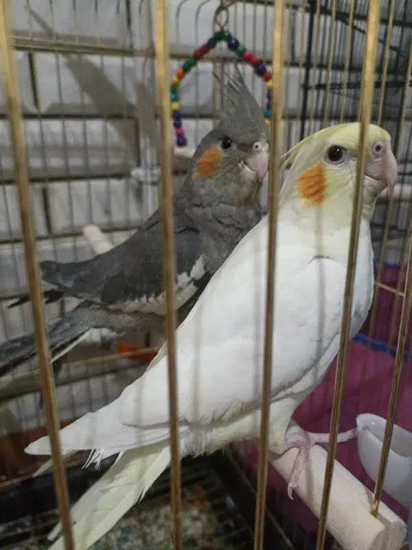 عروس هلندی وقفس|پرنده|دورود, |دیوار