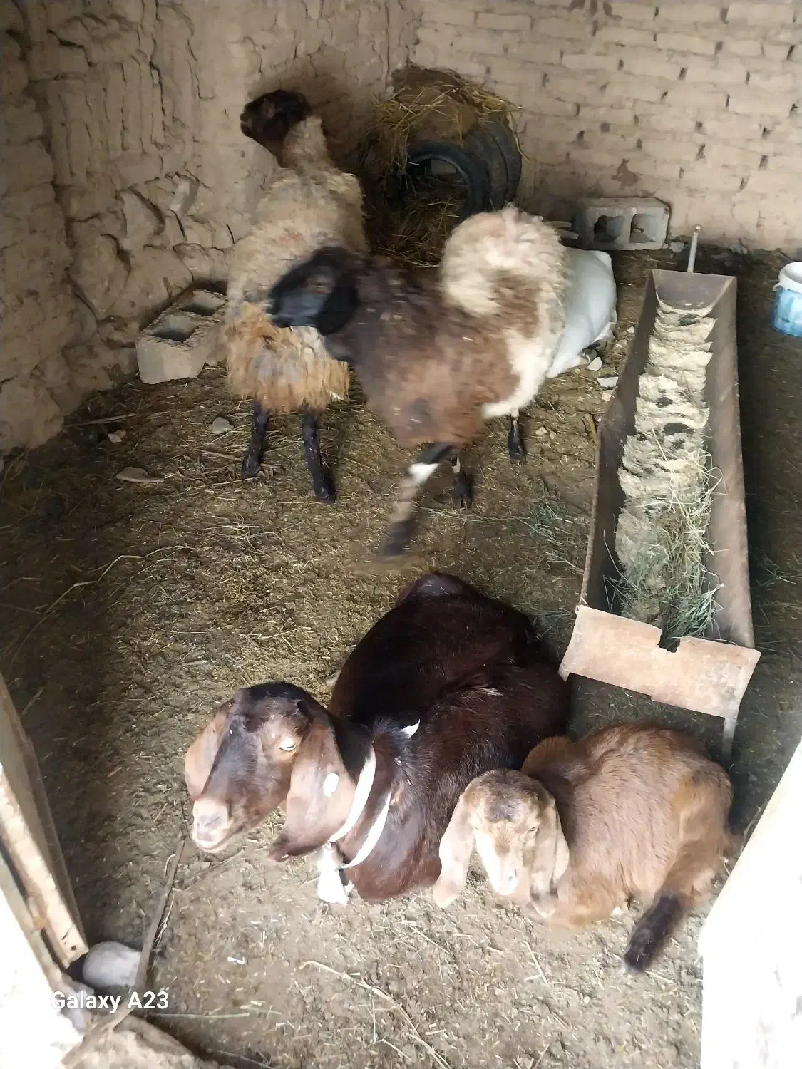 میش فروشی|حیوانات مزرعه|سده (خراسان جنوبی), |دیوار