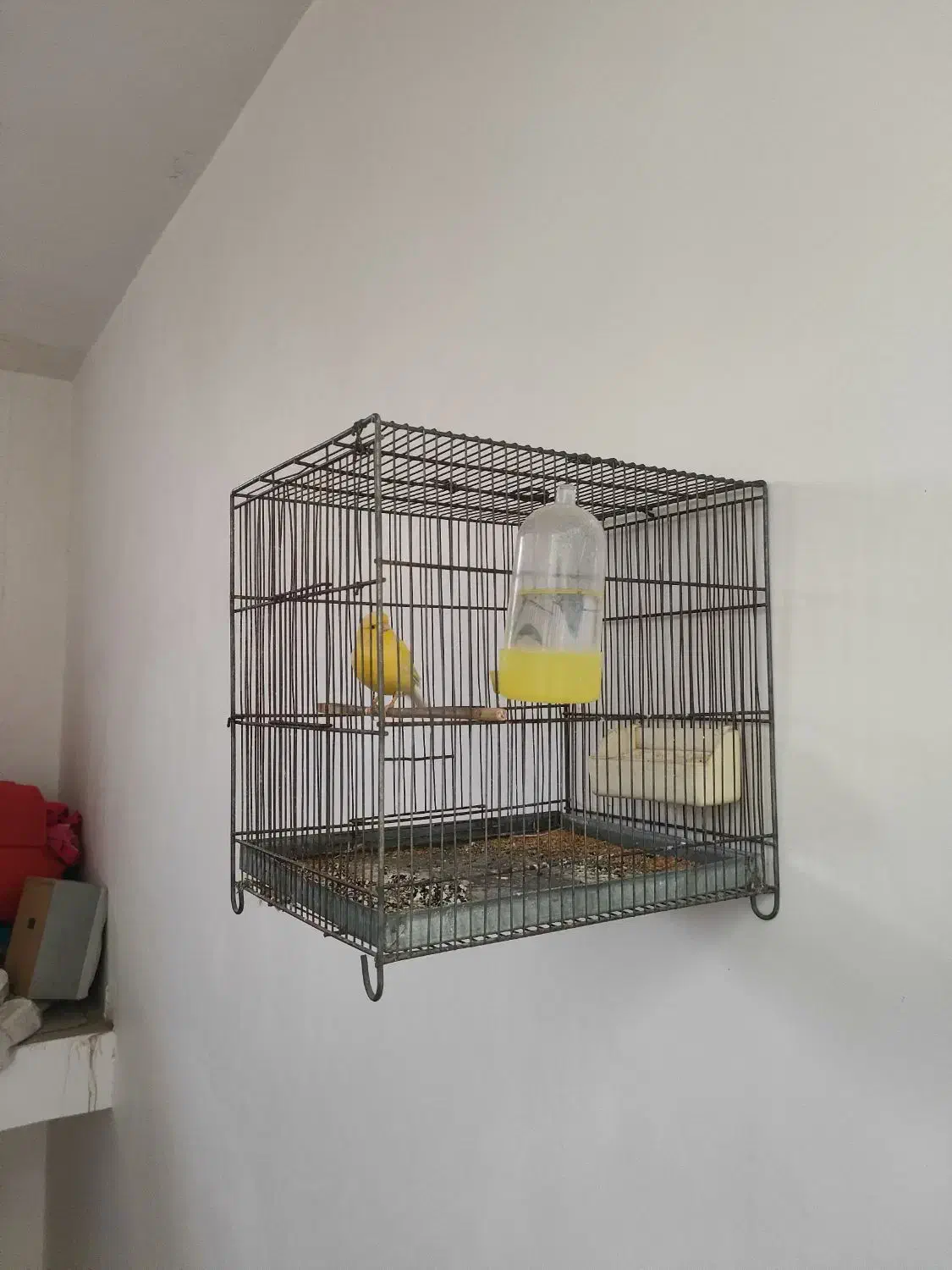 قناری نر|پرنده|قرچک, زیبا شهر|دیوار