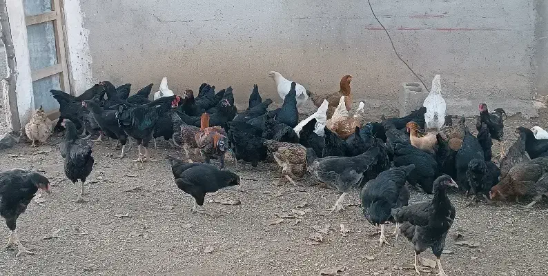 حدود ۸۰مرغ ۵خروس|حیوانات مزرعه|سقز, |دیوار