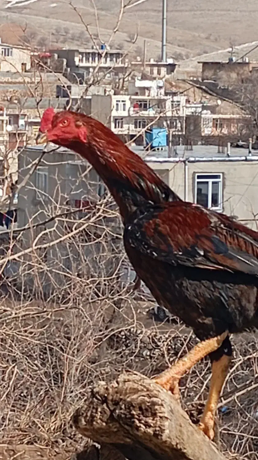 خروس لاری|حیوانات مزرعه|پاوه, |دیوار