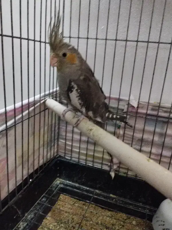 ....|پرنده|دلیجان, |دیوار