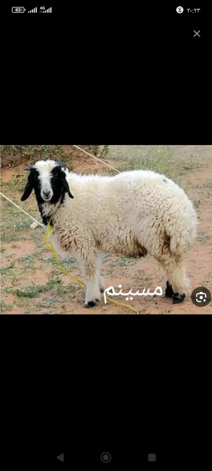 بره|حیوانات مزرعه|سوری, |دیوار