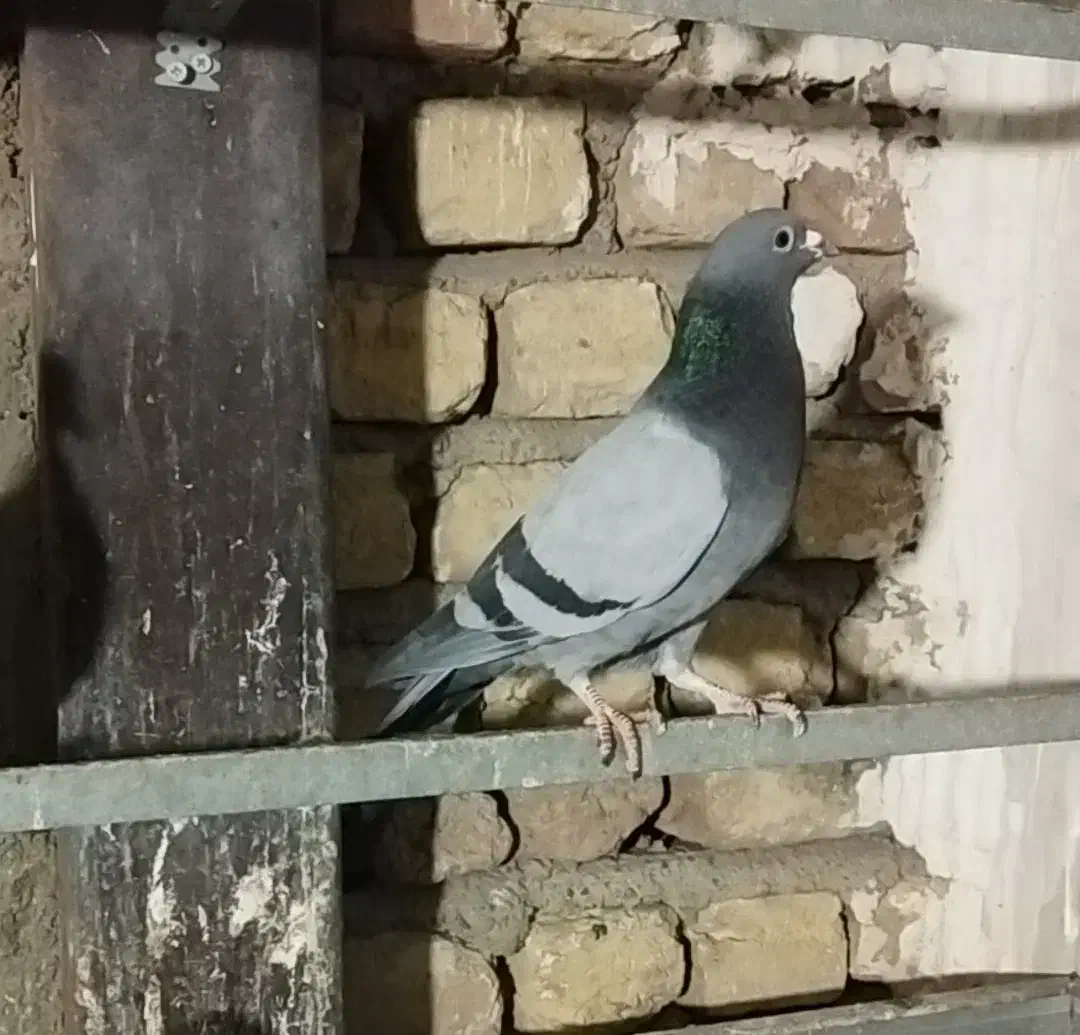 کبوتر آلمانی مسافتی|پرنده|شهریار, شهرک بهاران (ویره)|دیوار