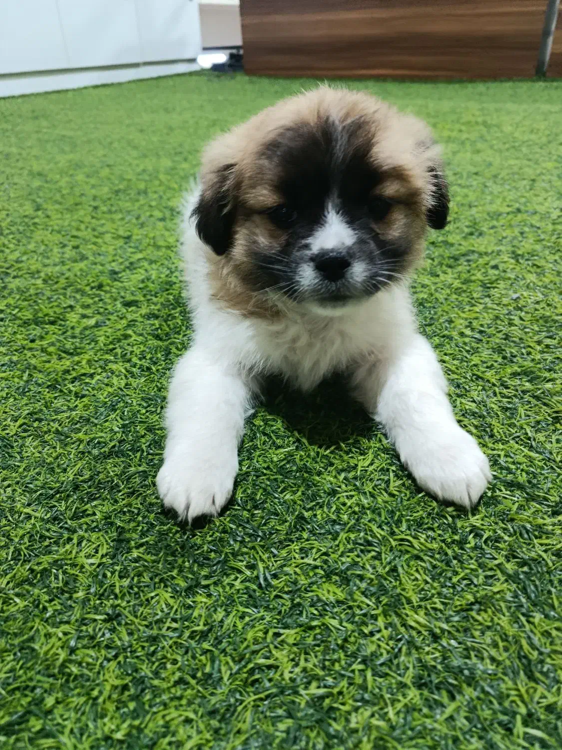 واگزاری زمبه|سگ|قم, انسجام|دیوار