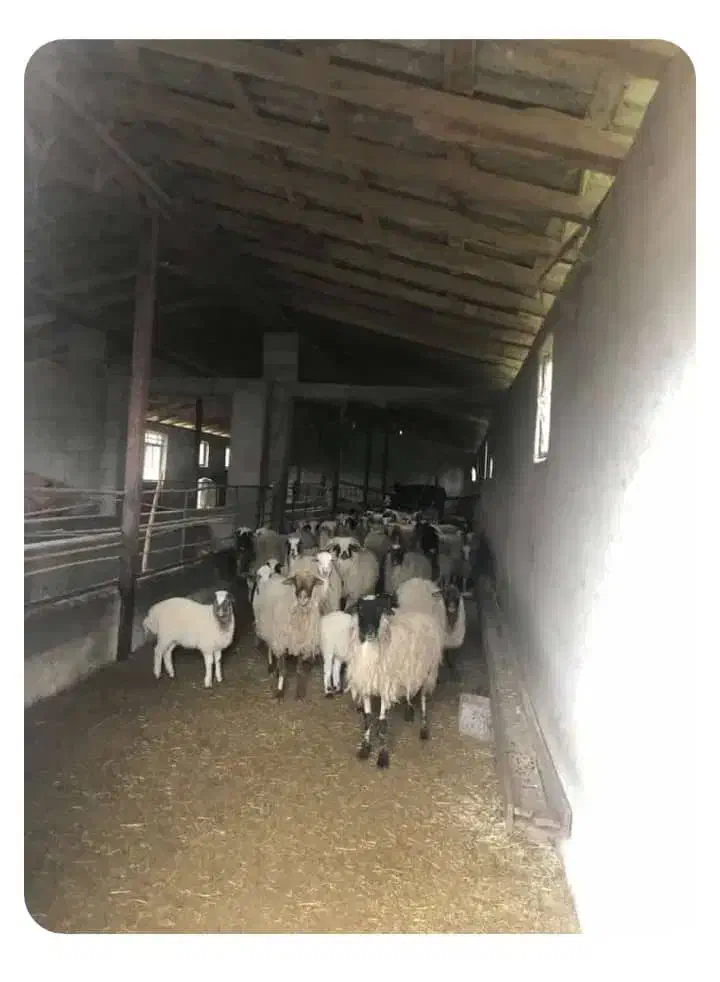 فروش ۵۰۰۰ متری صنعتی و تجاری خشکنودهان|فروش دفتر صنعتی، کشاورزی، تجاری|ماکلوان, |دیوار