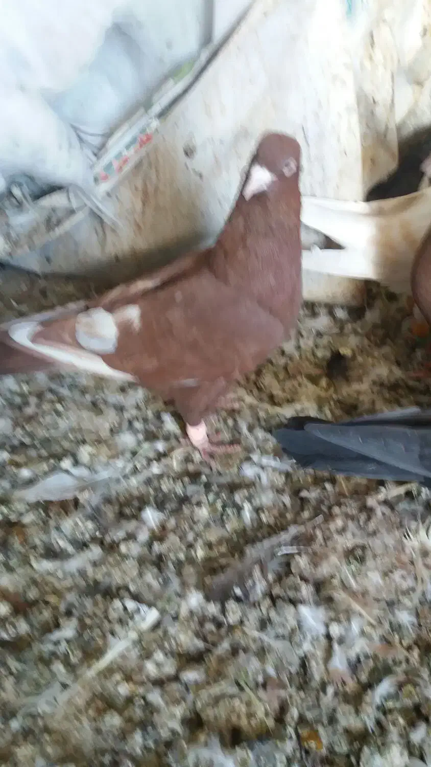 سرخ و زرد سوی قدیم|پرنده|تاکستان, |دیوار