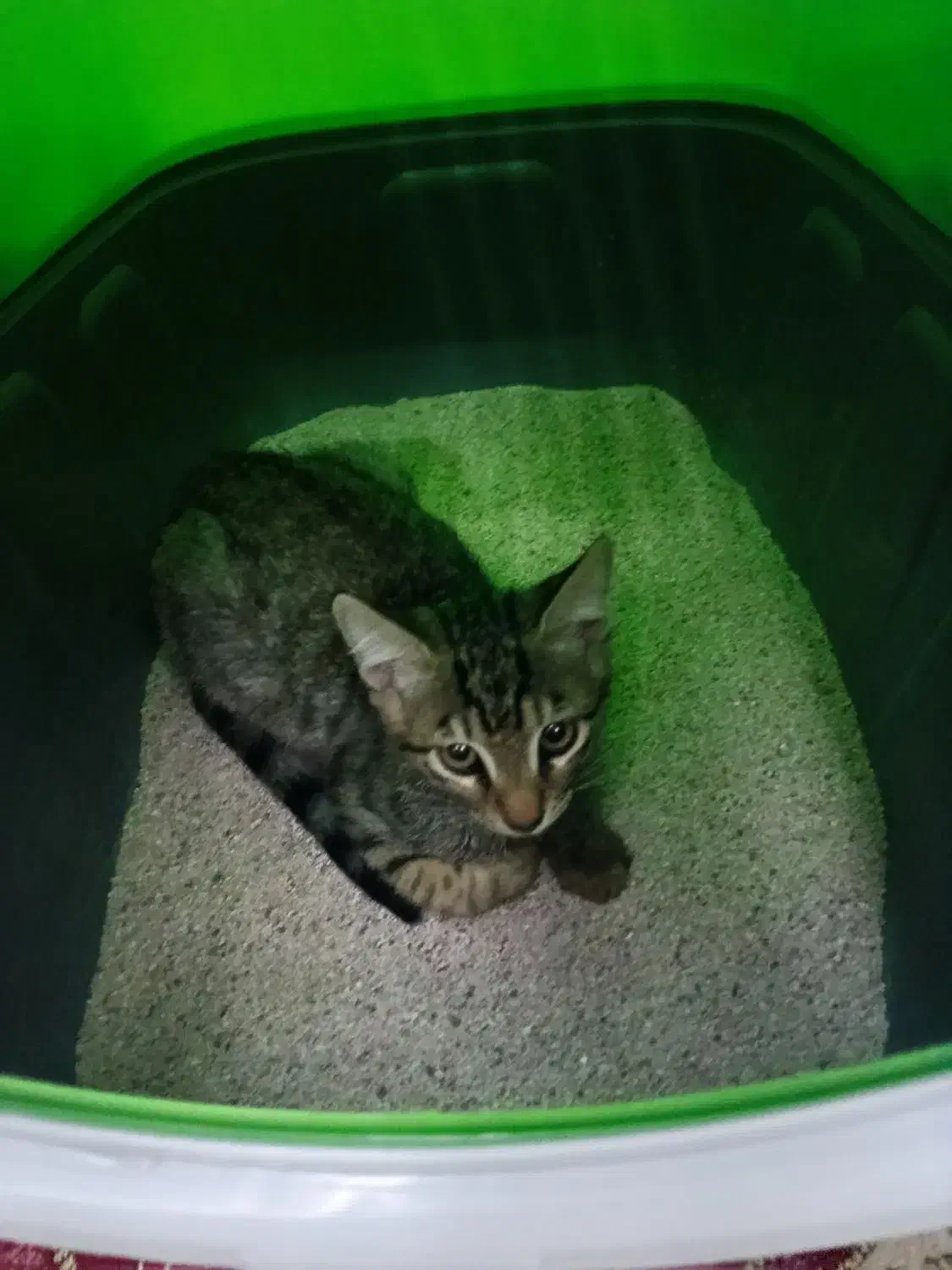 واگزاری گربه|گربه|رشت, تازه آباد|دیوار