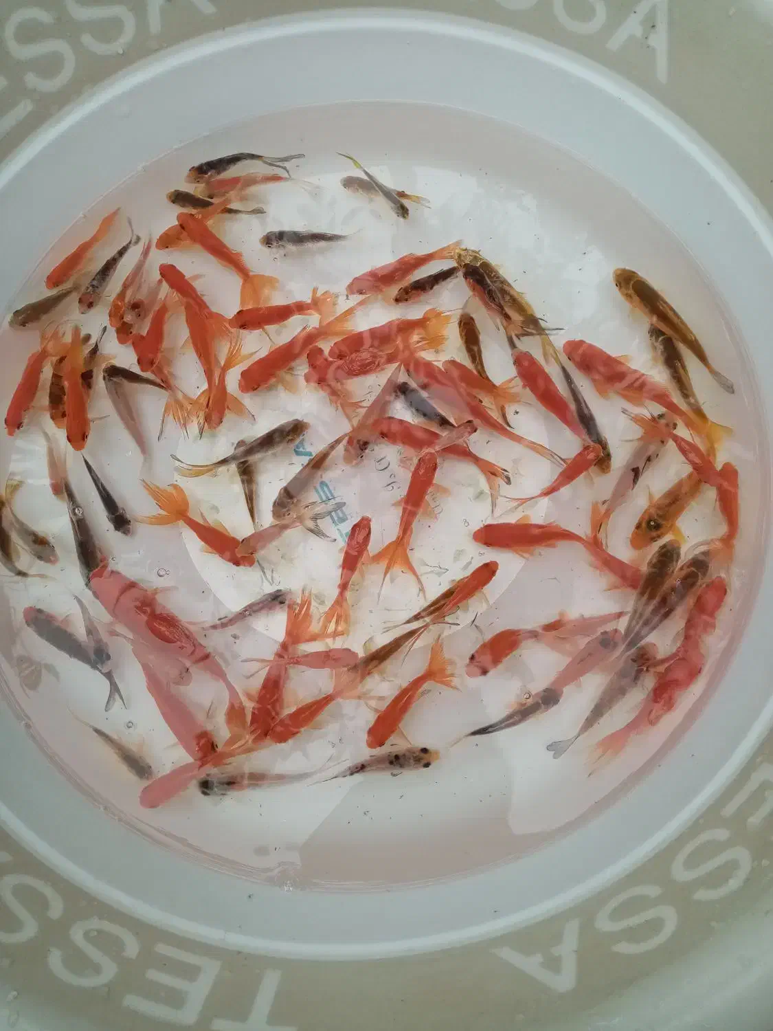 ماهی گلی|ماهی|بابل, |دیوار