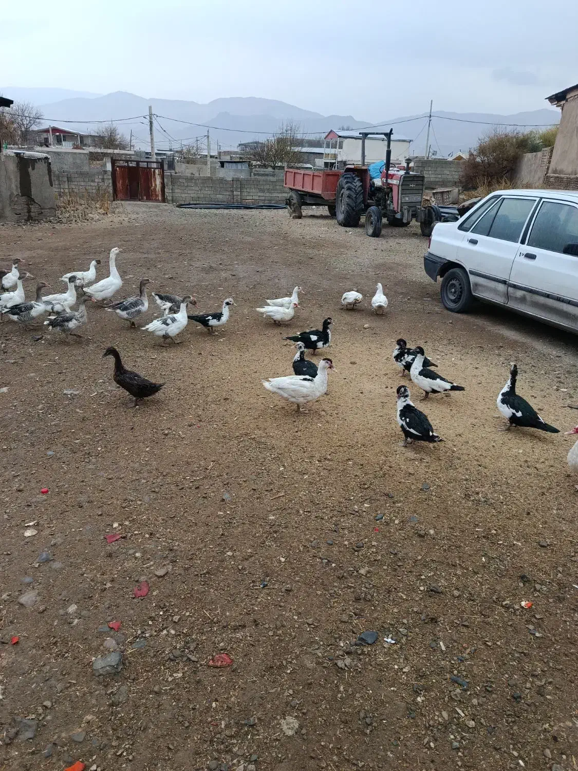 فروش اردک اسراییلی|حیوانات مزرعه|سیلاخور, |دیوار