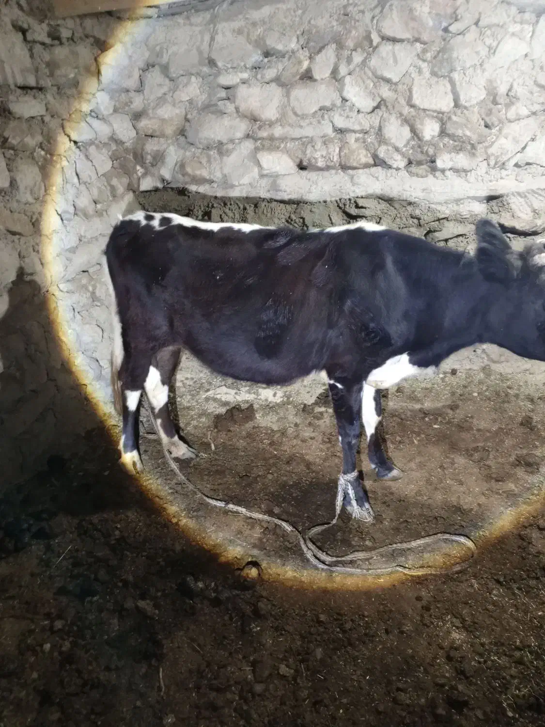 گاو بومی|حیوانات مزرعه|کوهرنگ, |دیوار