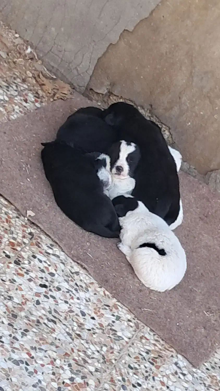 فروش سگ|سگ|امیدیه, |دیوار